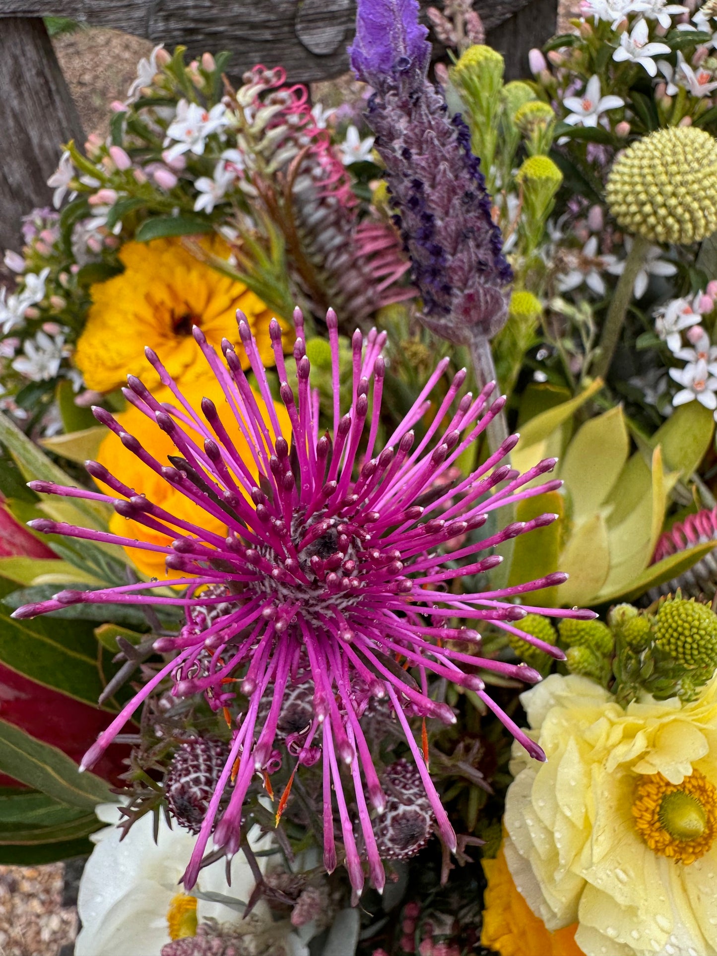 Beautiful unique native isopogan flower with fresh seasonal mix